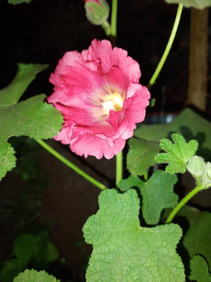 Trimurti Holiday Home Panchgani Bagian luar foto