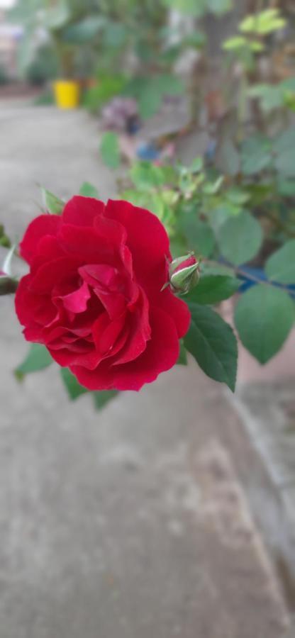 Trimurti Holiday Home Panchgani Bagian luar foto