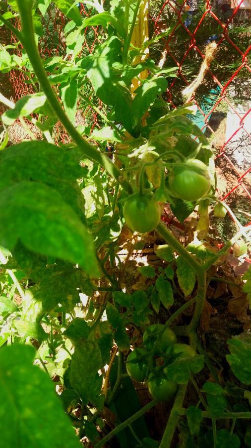 Trimurti Holiday Home Panchgani Bagian luar foto