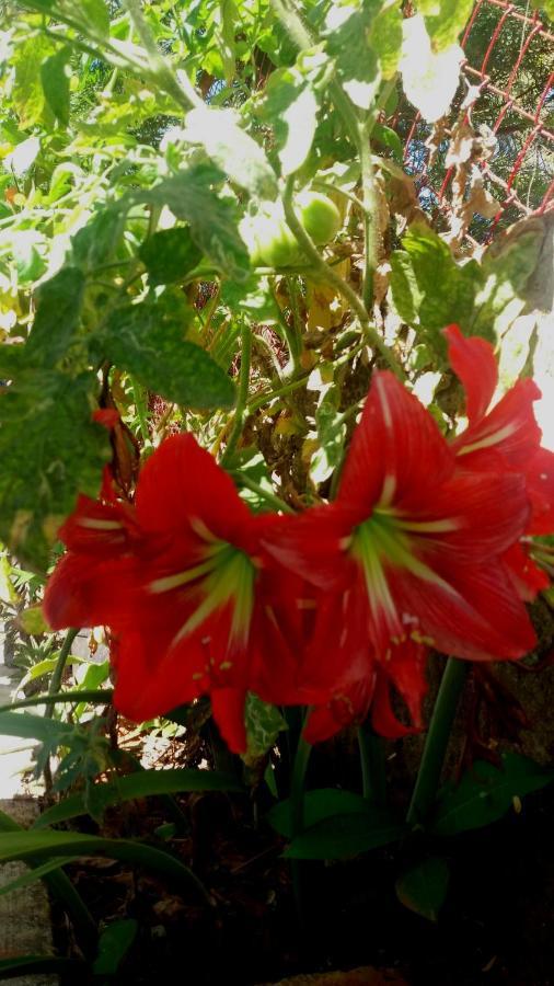 Trimurti Holiday Home Panchgani Bagian luar foto